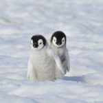 Emperor penguins - information