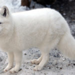 Arctic foxes - information