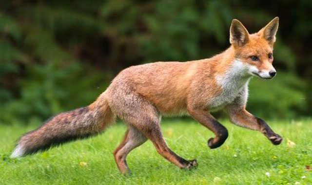 What Is A Male Fox Called Female