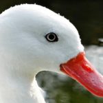 What is a female swan called ?