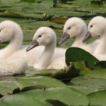 What is a group of swans called ?