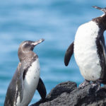 Facts about Galapagos penguins