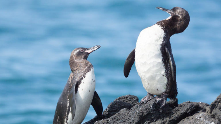 facts-about-galapagos-penguins