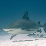 Bull sharks - information