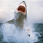 How many teeth do sharks have ?