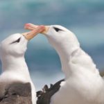 Albatross - information