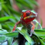 Why do chameleons change color ?