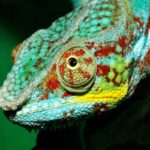 How do chameleons change color ?