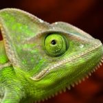 Scientific name of chameleon