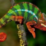 Is a chameleon a reptile ?
