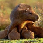 How long do capybaras live ?