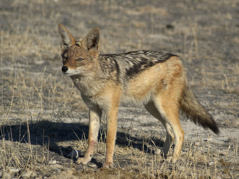 How long do jackals live