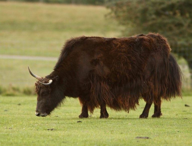 Yaks