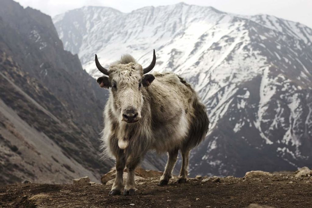 Facts about Yaks