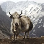 Facts about Yaks