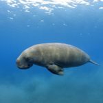 Facts about dugongs