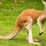 Can kangaroos swim ?