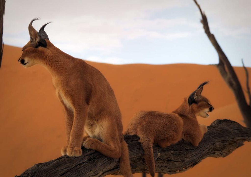 Facts about caracals