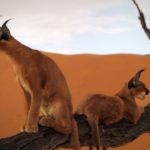 Facts about caracals