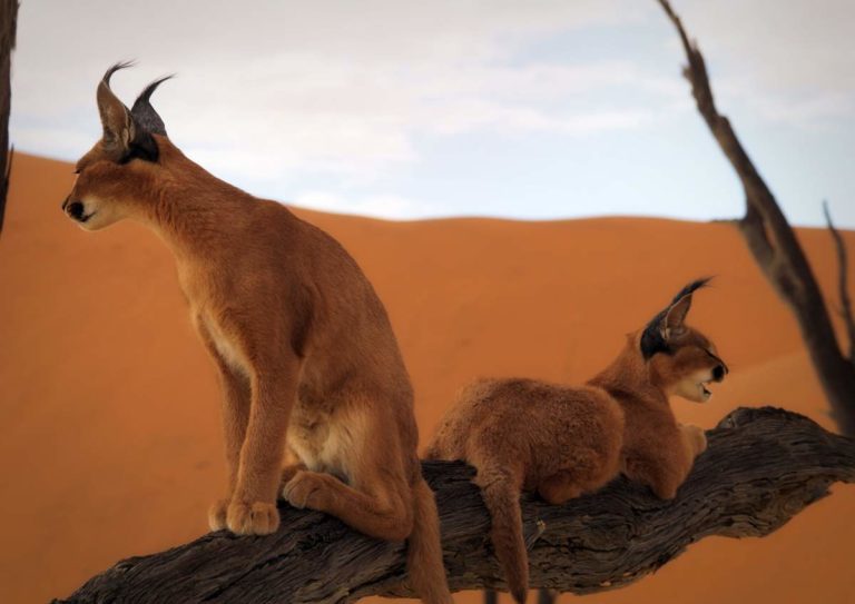 Facts about caracals