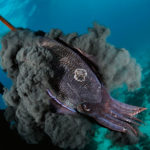 Facts about cuttlefish