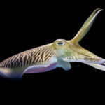 Cuttlefish - information