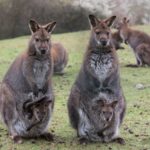 How far can a kangaroo jump ?