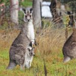 Do kangaroos eat meat ?