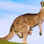 How much does a kangaroo weigh ?
