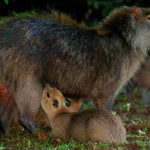 Capybaras - information