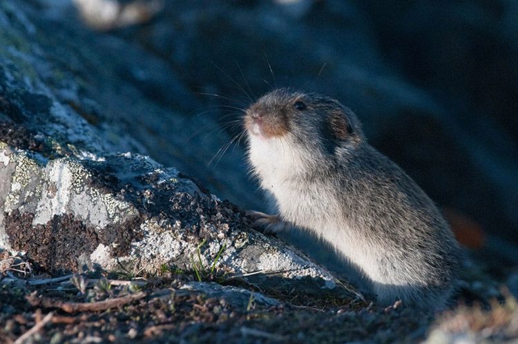 Lemmings na vida real 