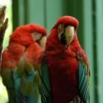 Macaw - information