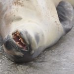 Facts about leopard seals