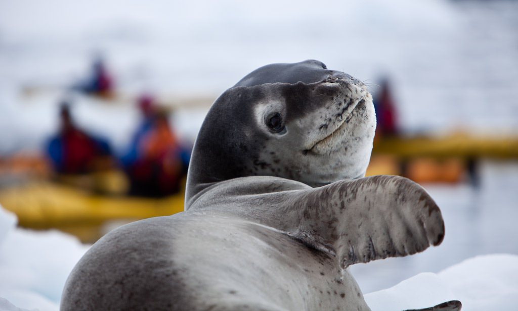 How long do leopard seals live ?