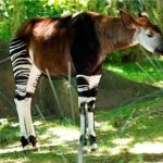 How long do okapi live ?