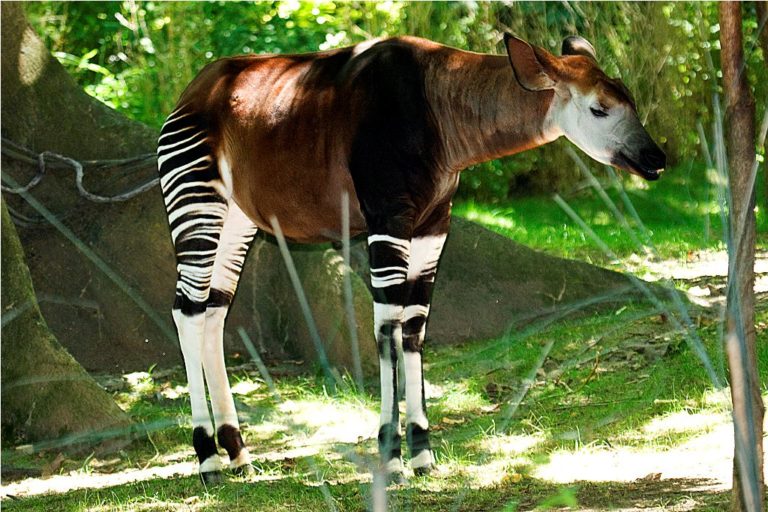 How long do okapi live