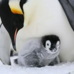 Facts about emperor penguins