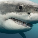 How fast can a great white shark swim ?