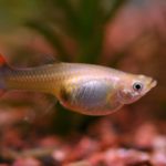 Facts about guppies