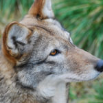 Red wolves - information