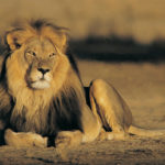 Lion natural enemies