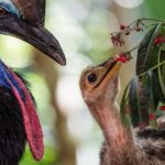 Facts about cassowaries