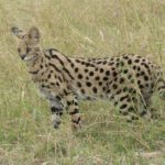 Servals - information