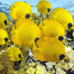 Facts about butterflyfish