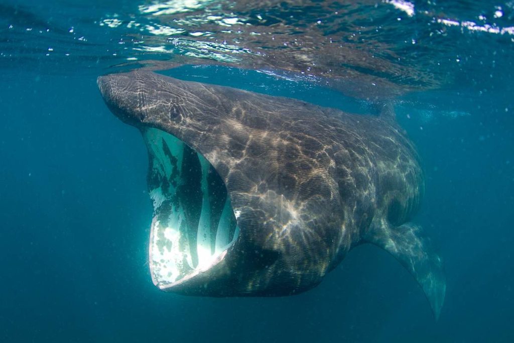 how-long-do-basking-sharks-live