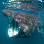 How long do basking sharks live ?