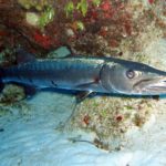 How long do barracudas live ?