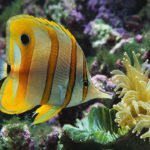 How long do butterflyfish live ?