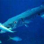Facts about barracudas