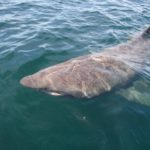 Facts about basking sharks